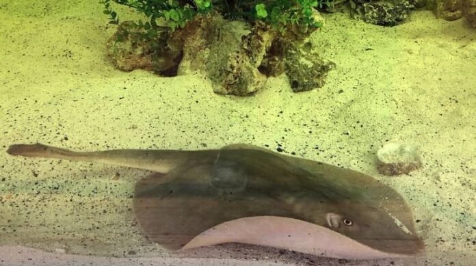 Mantarraya-embarazada-acuario