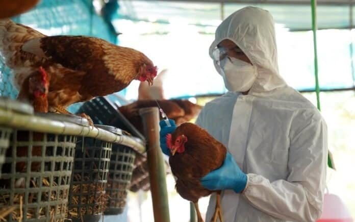 confirman-primer-caso-humano-de-influenza-aviar-a-en-mexico-0abca852-focus-min0.01-0.26-1300-865-4ba24e