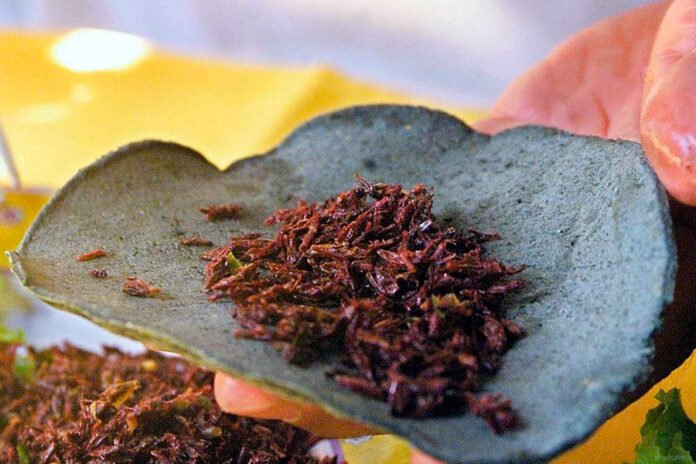insectos-comestibles_destacada
