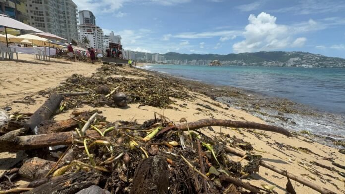 lirio-acuatico-llena-playas-de-acapulco-retiran-20-toneladas-en-un-fin-de-semana-222932